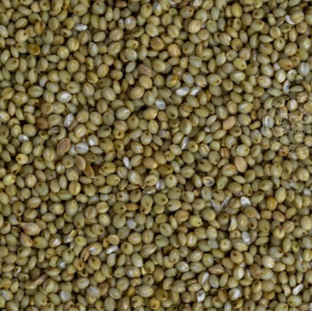 Browntop Millet