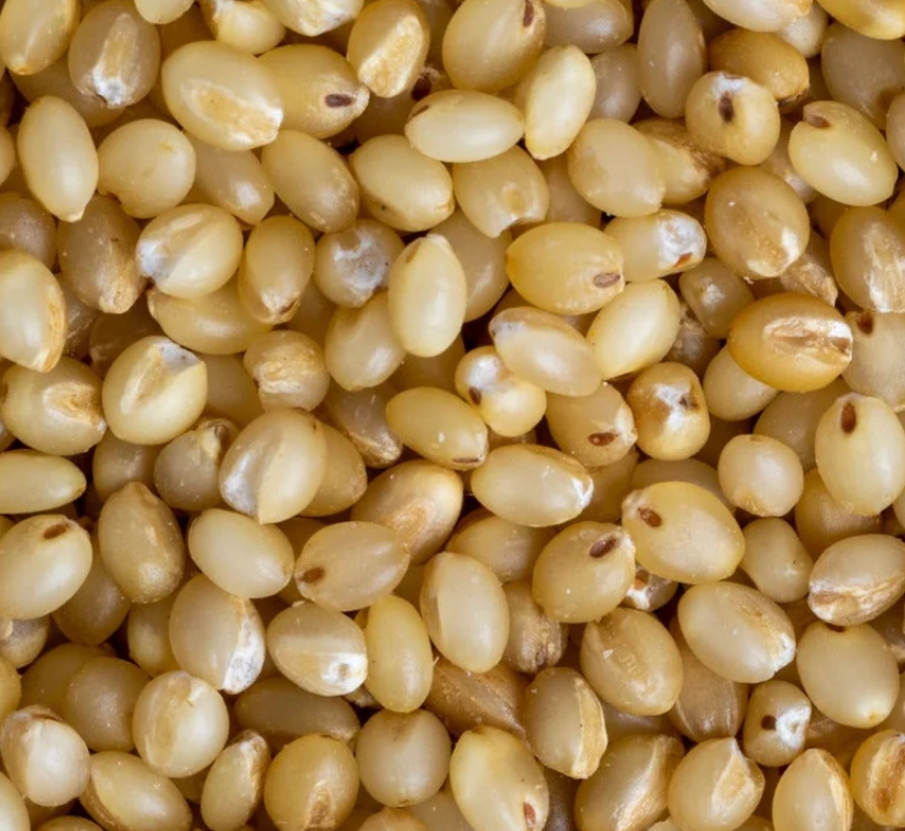 Foxtail Millet
