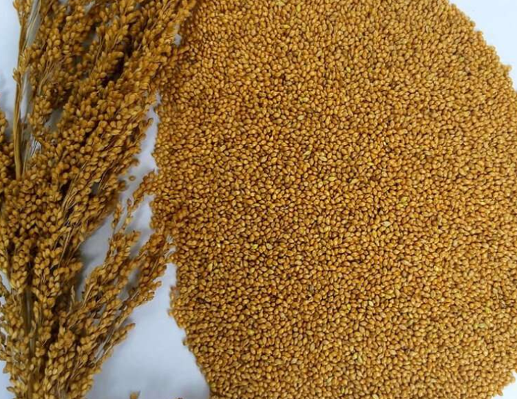 Little Millet