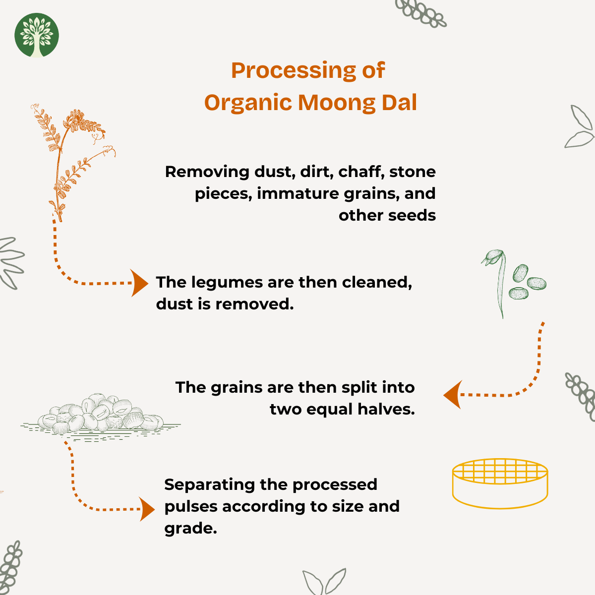 Moong Dal (Organic)