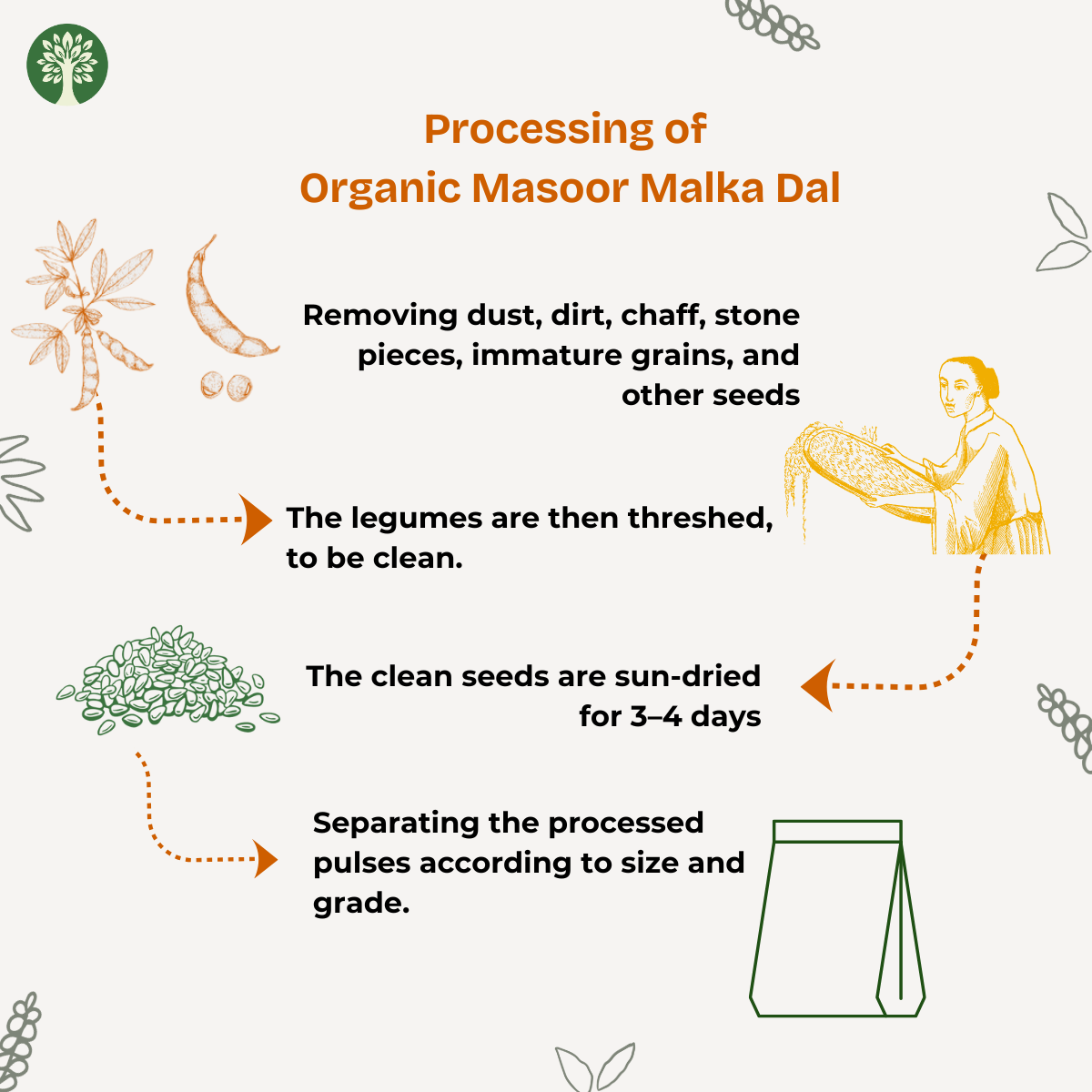 Masoor Malka (Organic)