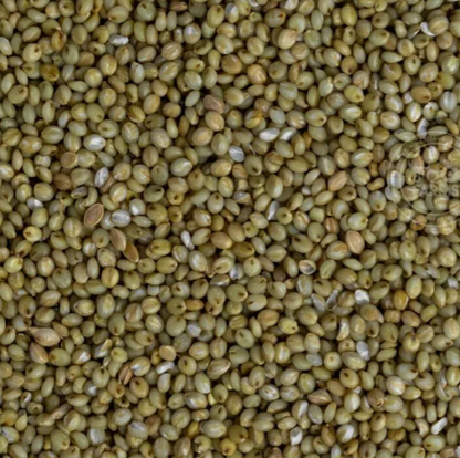Browntop Millet