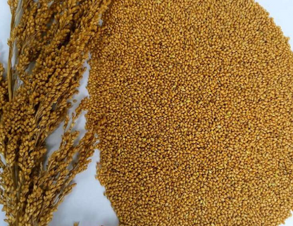Little Millet